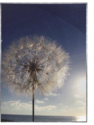 SHOP365 Karahindiba Yaz Güneşi ve Sahil Manzarası Poster P-004612