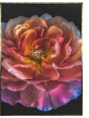 SHOP365 Renkli Gül Çiçek Makro Modern Dekoratif Poster P-000054