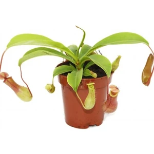 Nepenthes Ventrata Saksıda Dikili Yetişkin