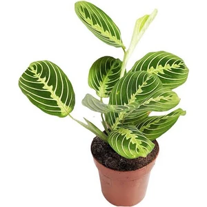 Calathea Maranta 'Lemon Lime' (Dua Çiçeği)
