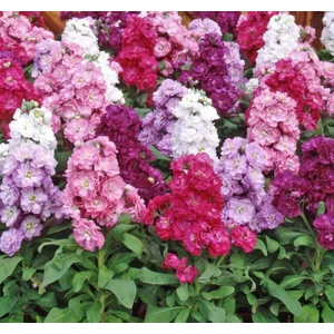 Şebboy Çiçeği Tohumu ( Katmerli Keskin Kokulu ) Karışık Renkli - 10 Tohum