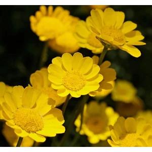 Sarı Papatya Tohumu ( Iri Çiçekli ) - 25 Tohum