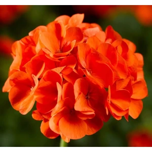 Sardunya Tohumu ( Büyük Çiçek, Kokulu Yaprak ) Turuncu Renkli - 5 Tohum