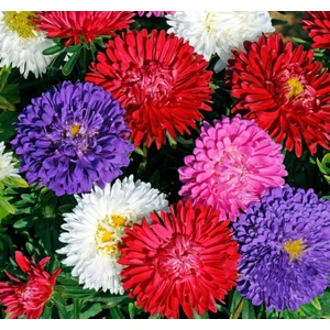 Aster Kasımpatı ( Krizantem ) Karışık Renkli - 20 Tohum
