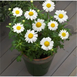 Beyaz Papatya Tohumu ( Iri Çiçekli ) - 25 Tohum