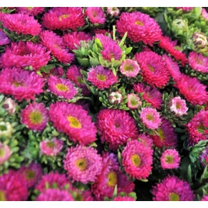 Kasımpatı Çiçeği Tohumu ( Uzun Boylu, Kesimlik ) Pembe Renkli - 5 Tohum