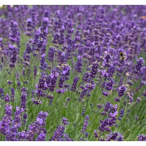 Lavanta Tohumu ( Kalıcı Keskin Kokulu ) Mavi Renkli - 5 Tohum