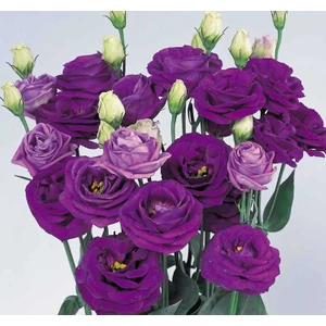 Lisianthus Çiçeği Tohumu ( Katmerli, Bodur ) Mavi Renkli - 5 Tohum