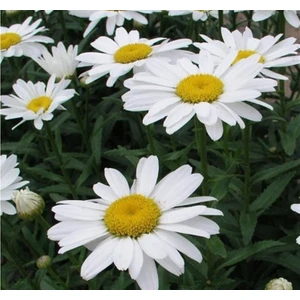 Papatya Tohumu ( Alman Kalıcı Bodur ) Beyaz Renkli - 5 Tohum