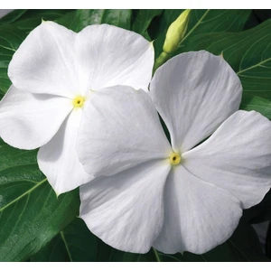 Rozet Çiçeği ( Çok Çiçekli Çok Dallanan ) Saf Beyaz Renkli - 15 Tohum