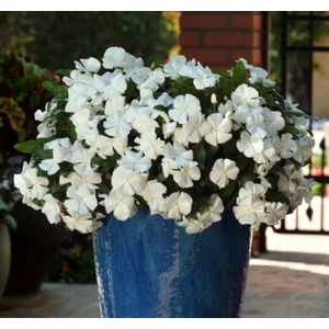 Rozet Çiçeği ( Sarkıcı Çok Geniş Bitki ) Beyaz Renkli - 10 Tohum