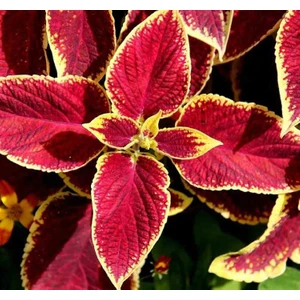 Yaprak Güzeli Tohumu ( Geniş Yaprak ) - Kırmızı Renkli - 20 Tohum