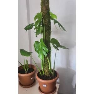 Green Deco Bitkidestek Çubuğu (Yosun Sopası) 60CM