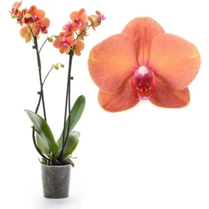 Phalaenopsis Surf Song Turuncu Ithal Orkide 60-80 cm