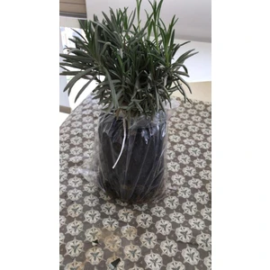 Lavanta Fidanı 15-25 cm 10 Adet Kabristan Mezarlık Için