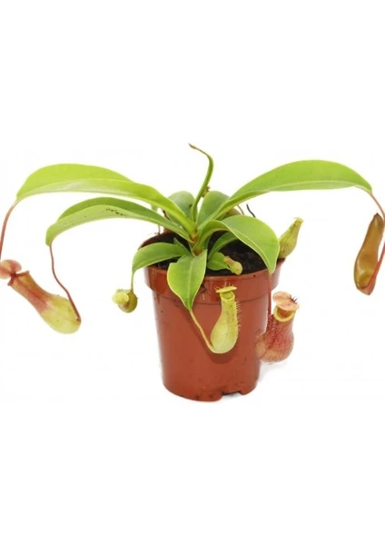 Nepenthes Ventrata Saksıda Dikili Yetişkin