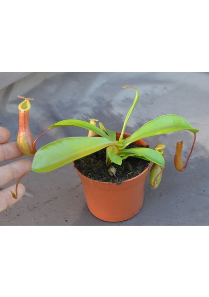 Nepenthes Ventrata Saksıda Dikili Yetişkin