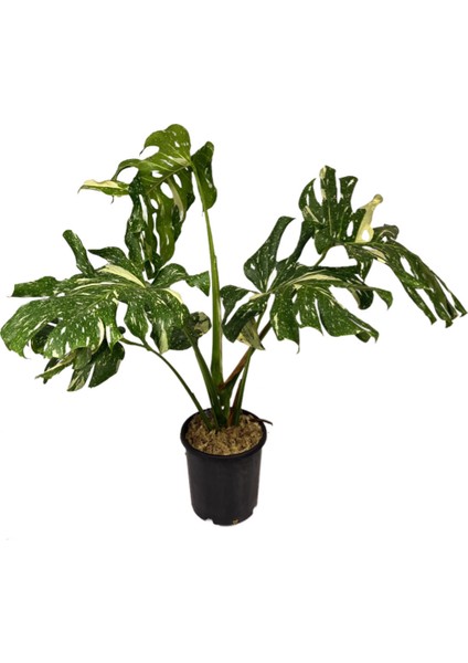 Monstera Deliciosa 'thai Constellation'