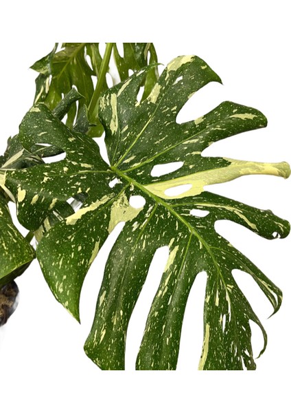 Monstera Deliciosa 'thai Constellation' fiyatları
