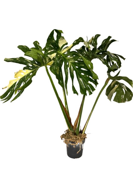 Monstera Deliciosa 'Thai Constellation' (Deve Tabanı)