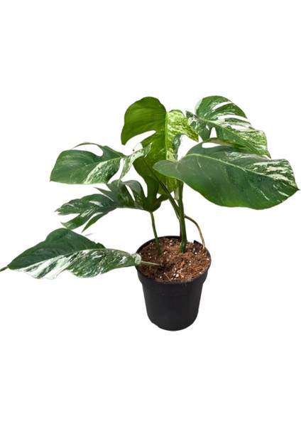 Monstera Deliciosa 'Albo Variegata' (Deve Tabanı)