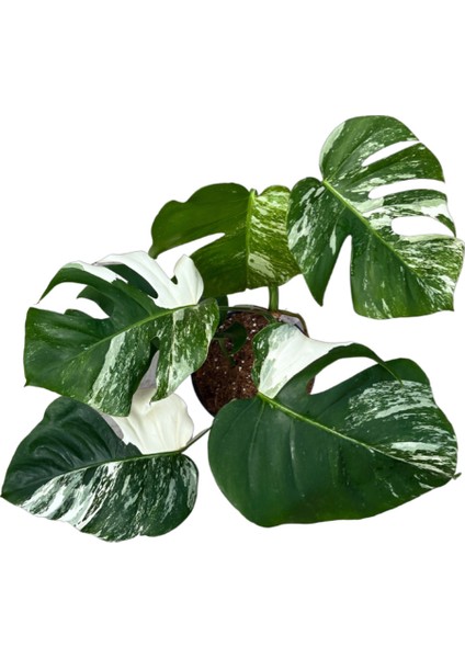 Monstera Deliciosa 'Albo Variegata' (Deve Tabanı) fiyatları