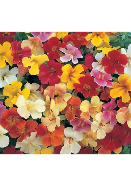 Mimulus Çiçeği Tohumu ( Çok Çiçekli Bodur ) Karışık Renkli - 15 Tohum