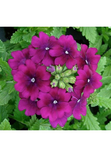 Mine Çiçeği ( Sarkan Çok Dallanan ) Mor Renkli - 10 Tohum