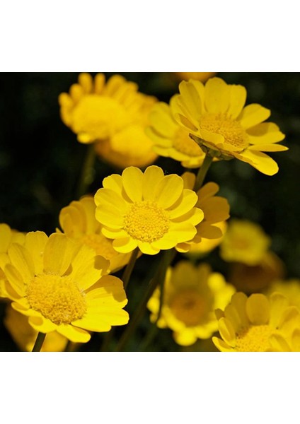 Sarı Papatya Tohumu ( Iri Çiçekli ) - 25 Tohum