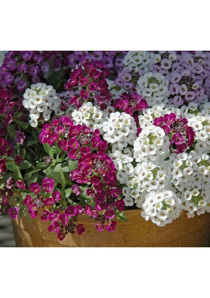 Alyssum Tohumu ( Kraliyet Halısı ) Karışık Renkli - 40 Tohum