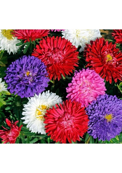 Aster Kasımpatı ( Krizantem ) Karışık Renkli - 20 Tohum