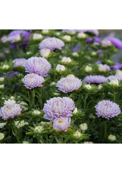 Aster Kasımpatı ( Krizantem ) Lavanta Renkli - 20 Tohum