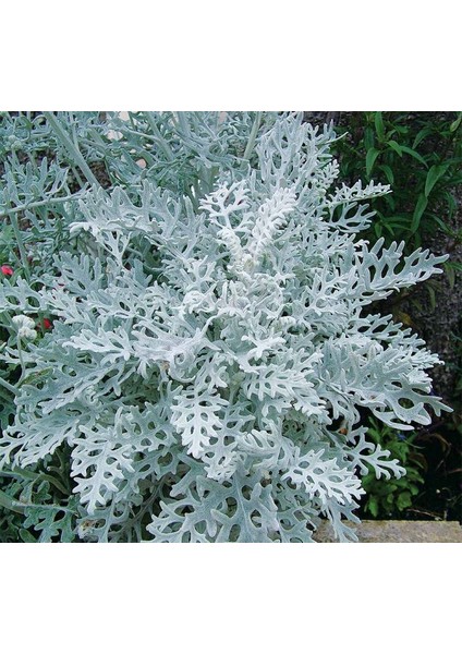 Bahçe Külü Tohumu ( Gümüş Renkli ) - 40 Tohum