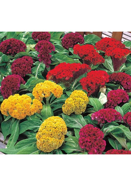 Horoz Ibiği Tohumu ( Balta ) Karışık Renkli - 20 Tohum