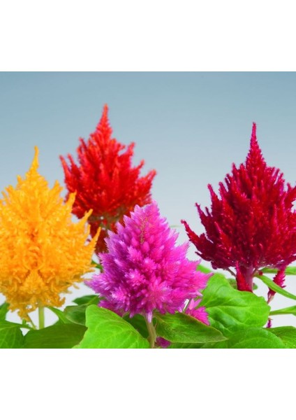 Horoz Ibiği Tohumu ( Püskül ) Karışık Renkli - 20 Tohum