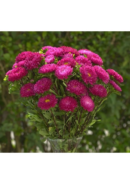 Kasımpatı Çiçeği Tohumu ( Uzun Boylu, Kesimlik ) Gül Renkli - 5 Tohum