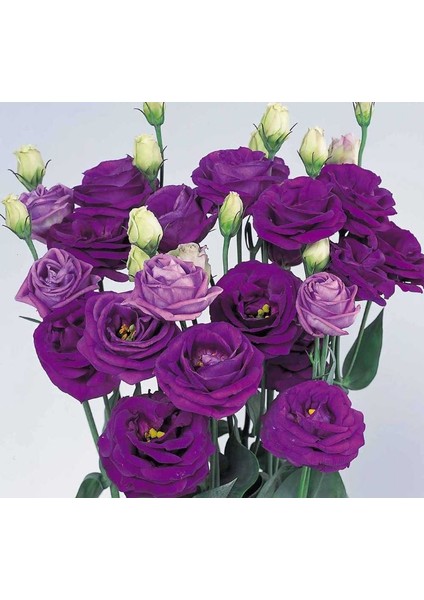 Lisianthus Çiçeği Tohumu ( Katmerli, Bodur ) Mavi Renkli - 5 Tohum