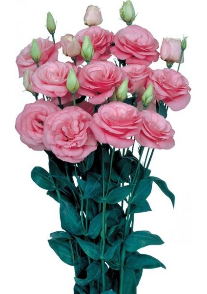 Lisianthus Çiçeği Tohumu ( Katmerli, Bodur ) Pembe Renkli - 5 Tohum