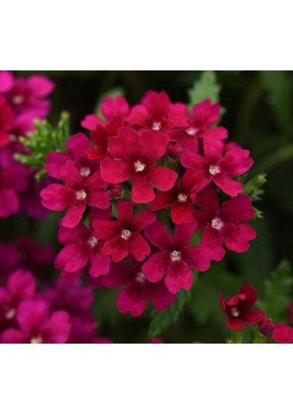 Mine Çiçeği ( Sarkan Çok Dallanan ) Bordo Renkli - 10 Tohum