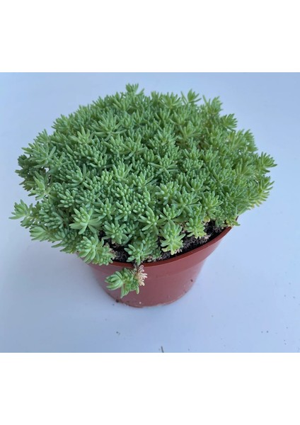 Sedum Tohumu ( Iri Damarlı Yapraklar ) Yeşil Renkli - 15 Tohum