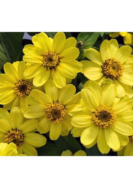 Zinnia Çiçeği Tohumu ( Mini Çiçekli, Kirli Hanım ) Sarı Kırmızı Renkli - 5 Tohum