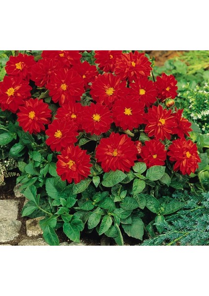 Yıldız Çiçeği Tohumu ( Bodur Çok Çiçekli ) Kırmızı Renkli - 10 Tohum