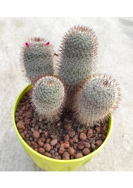 Mammillaria--Kaktüs--14 cm Saksı-- Ref 24D/501