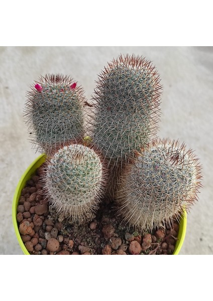 Mammillaria--Kaktüs--14 cm Saksı-- Ref 24D/501