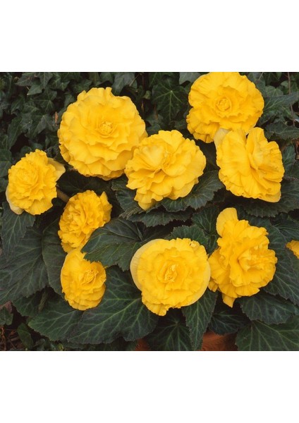Begonya Tohumu ( Katmerli, Kırmızı Yaprak ) Sarı Renkli - 8 Tohum
