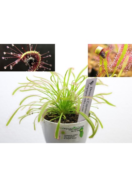 Drosera Tohum Yetiştirme Kiti ve 1 Yaşında Canlı Yavru Drosera Güneş Gülü Bitkisi (Tek Saksı)