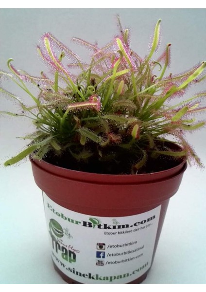 Drosera Tohum Yetiştirme Kiti ve 1 Yaşında Canlı Yavru Drosera Güneş Gülü Bitkisi (Tek Saksı)