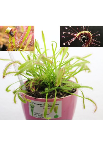 Etobur Bitkim Drosera Capensis Tohum Yetiştirme Kiti ve 1 Yaşında Canlı Yavru Drosera Güneş Gülü Bitkisi (Çift Saksı)