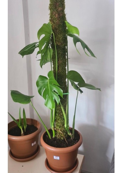Bitki Destek Çubuğu (Yosun Sopası) 30CM