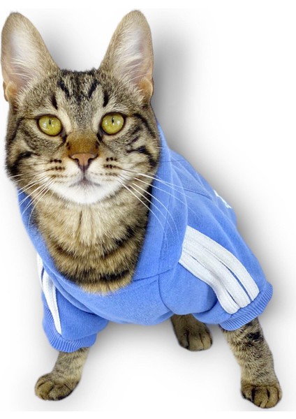 Bebek Mavisi Adidog Kapşonlu Kedi Sweatshirt Kedi Kazağı